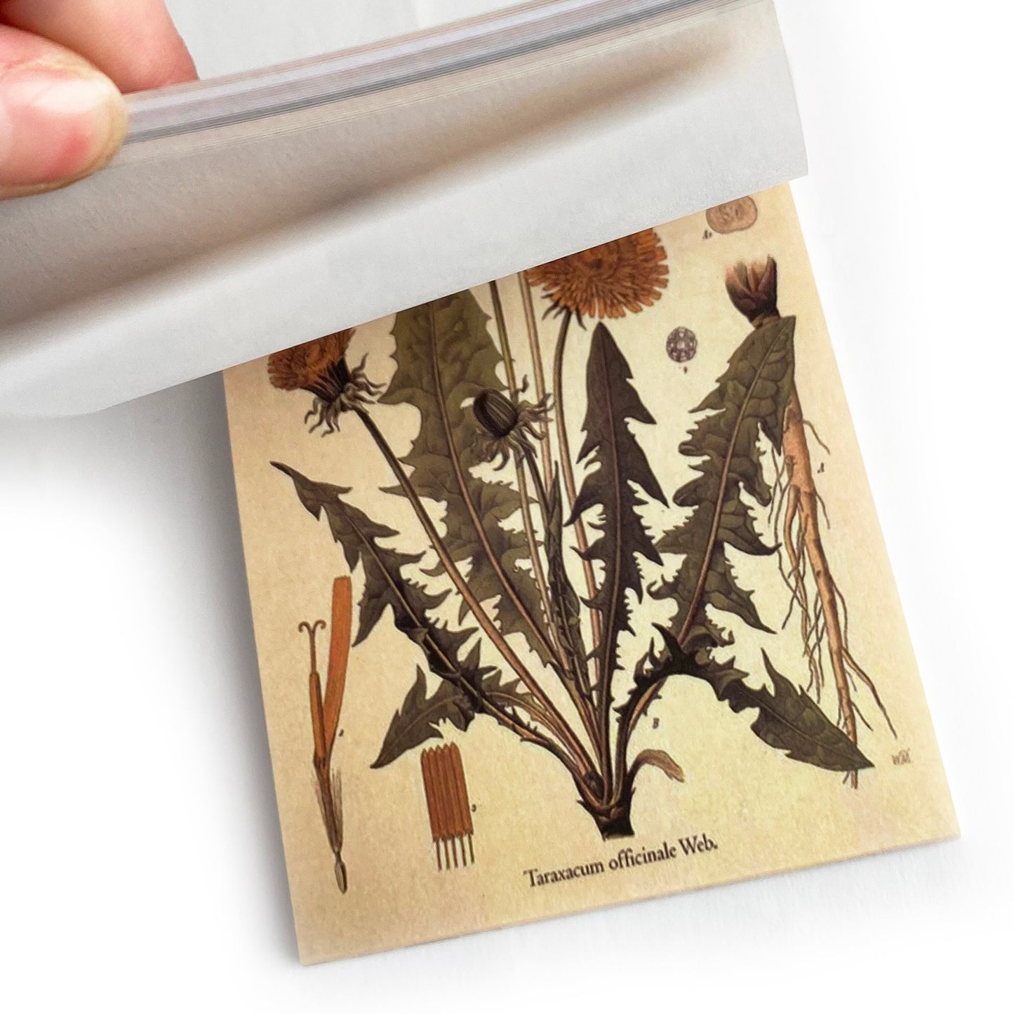 Journalling Papers | Mini Journaling Scrapbook Collage Papers | 60 page Book | Celestial Butterflies Junk Journal Music Botanical Birds - SweetpeaStore