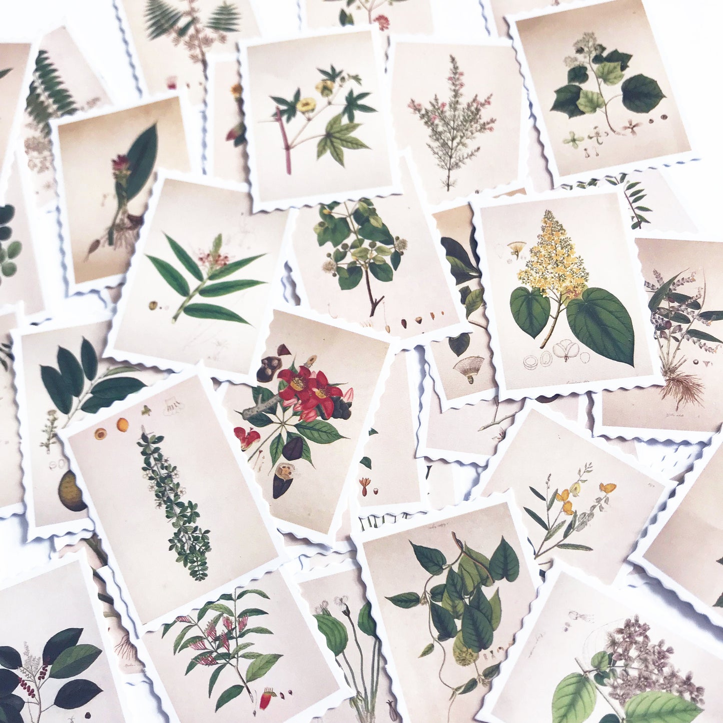 Plant & Flower Stamp Mini Box Stickers | 45 Botanical Vintage Peel Off Sticker | Scrapbooking Journalling - SweetpeaStore