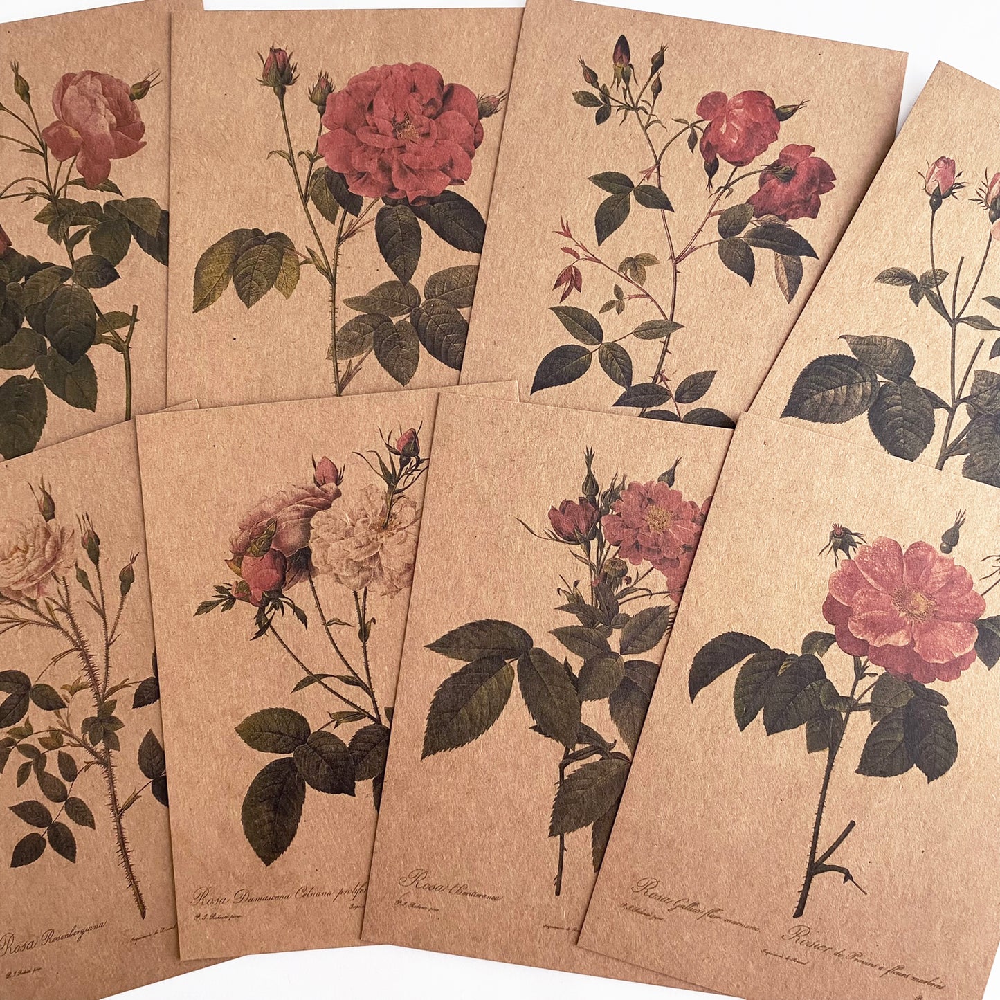 Flower Postcards - Kraft Card Vintage Floral Cards Roses Lily 10cm x 14cm - SweetpeaStore
