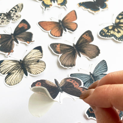 Natural History Stickers Shells Sea Creatures Butterfly Paper Peel Off Sticker - SweetpeaStore