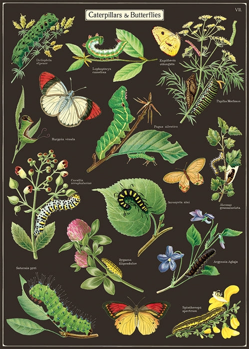 Caterpillars & Butterflies Wrap Poster | Cavallini & Co | 50cm x 70cm | Vintage Home Decor Decoupage Paper Craft - SweetpeaStore
